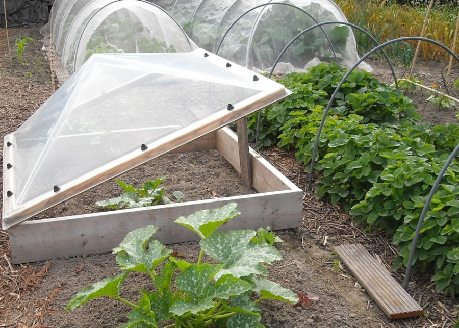 Inspekt w ogrodzie - sposób na wczesne wysiewy warzyw