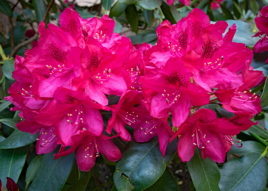 Różanecznik, rododendron / Azalia