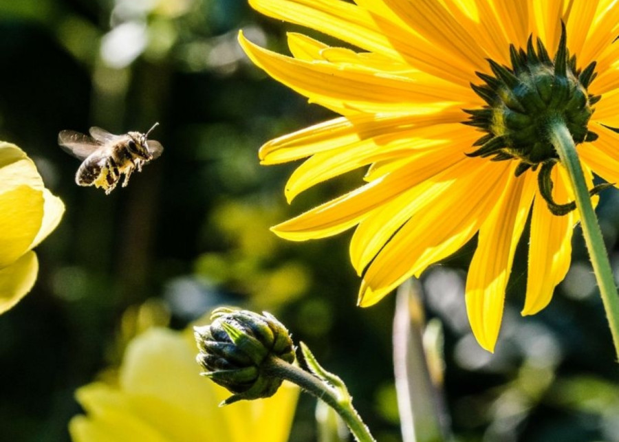rosliny atrakcyje dla pszczol fot. Christian Birkholz - Pixabay