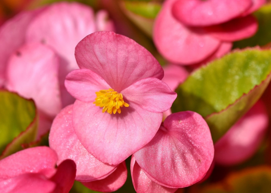 Begonia stale kwitnąca, fot. Capri23auto - Pixabay