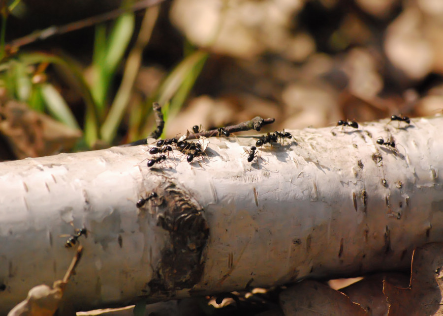 Sposób na mrówki w ogrodzie, fot. annasi - Pixabay