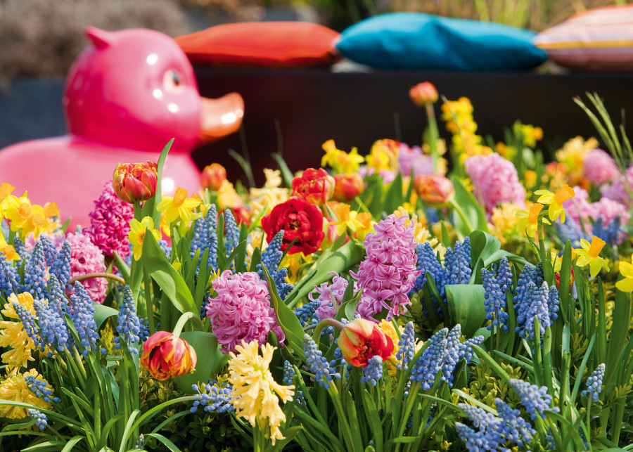 Wiosenne inspiracje kolorowy ogród cebulowy fot. iBulb
