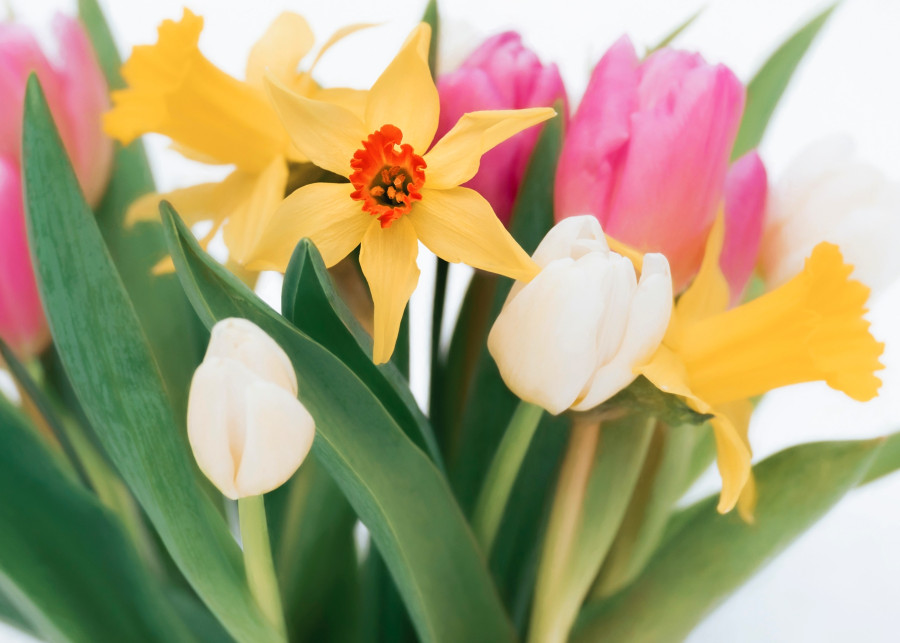 Kwitnące zwiastuny wiosny najpopularniejsze kwiaty cebulowe, fot. Faye Cornish - Unsplash