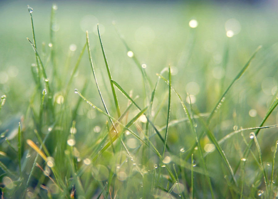 Pierwsze koszenie trawy trawnik wiosna, fot. jplenio - Pixabay 