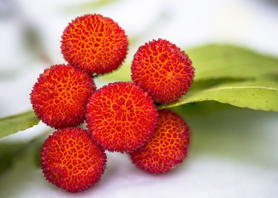 owoce drzewka truskawkowego poziomkowego fot. siala - Pixabay