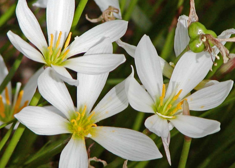 Zefirant bialy Zephyranthes candida, fot. Stan Shebs (CC BY-SA 3.0) - Wikimedia
