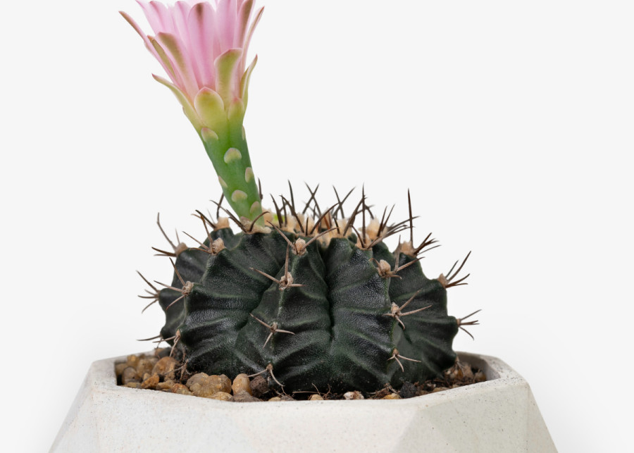 Echinopsis kaktus rozowy kwiat, fot. freepik