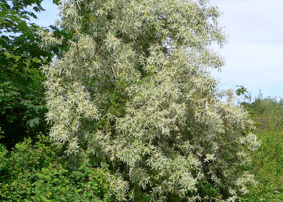 Oliwnik waskolistny Elaeagnus angustifolia, fot. Georg Slickers (CC-BY-SA-3.0) - Wikimedia