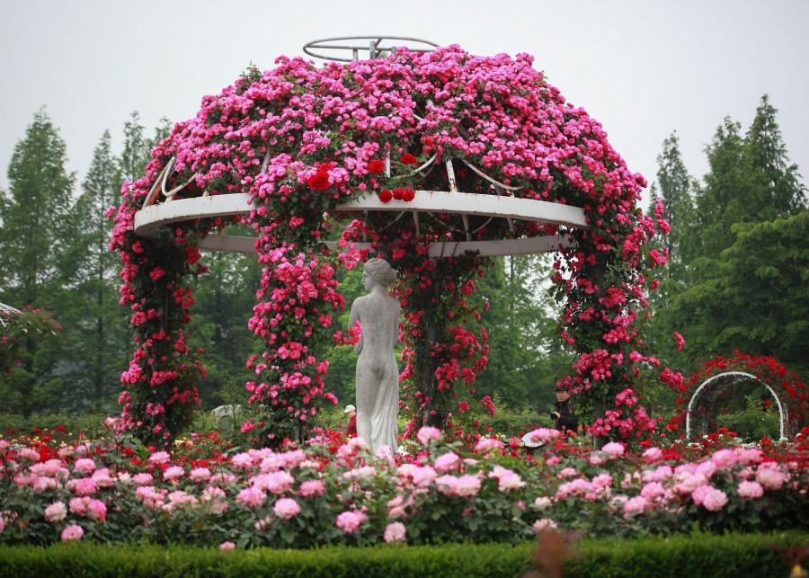 Rosarium w ogrodzie fot. dae jeung kim - Pixabay
