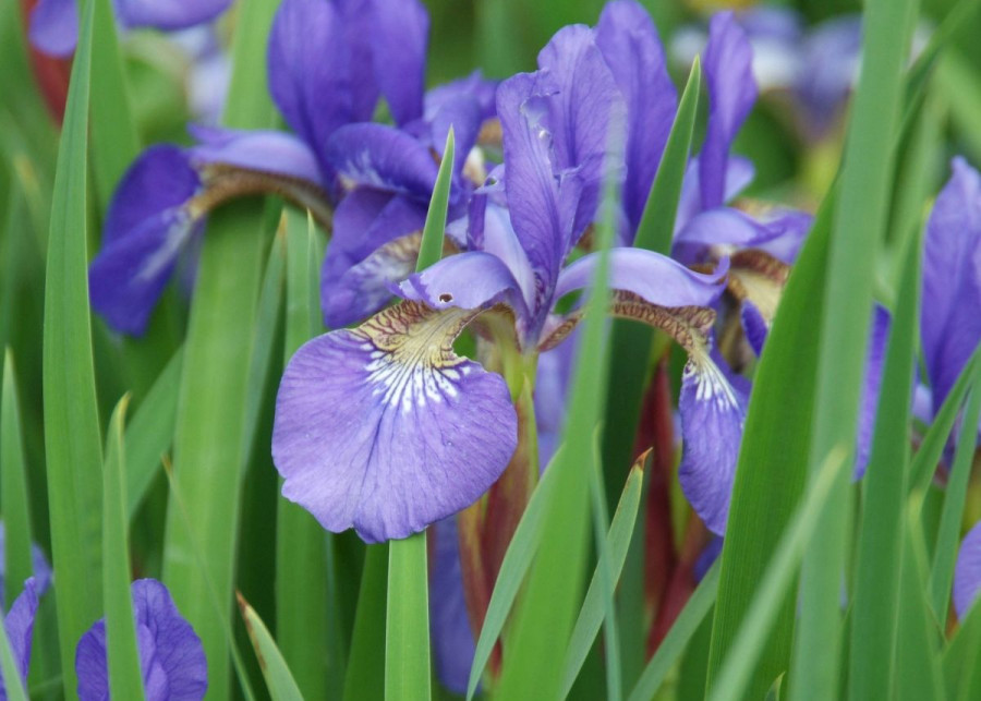 Kosaciec syberyjski Iris sibirica