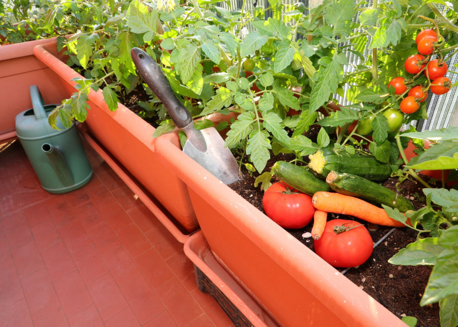 Warzywa na balkonie fot. ChiccoDodiFC - Depositphotos