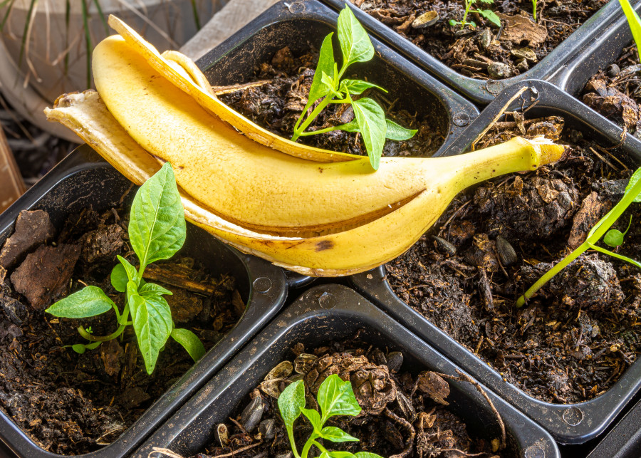 Skórki bananów do nawożenie roślin
