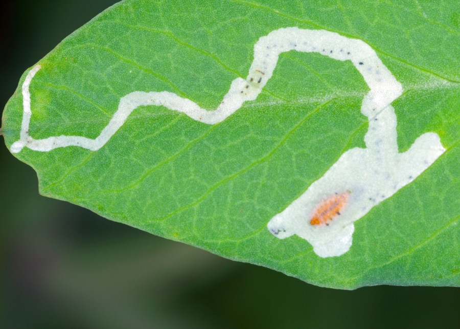 Miniarki - szkodniki minujące liście - drążą kanały wewnątrz blaszki liściowej