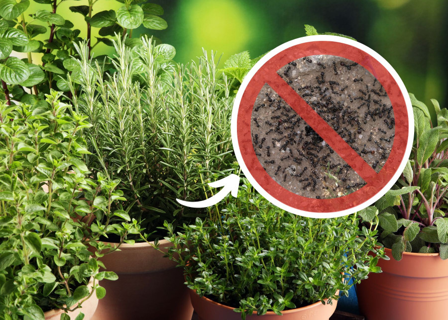 Naturalna ochrona przed mrówkami. Te rośliny odstraszą je