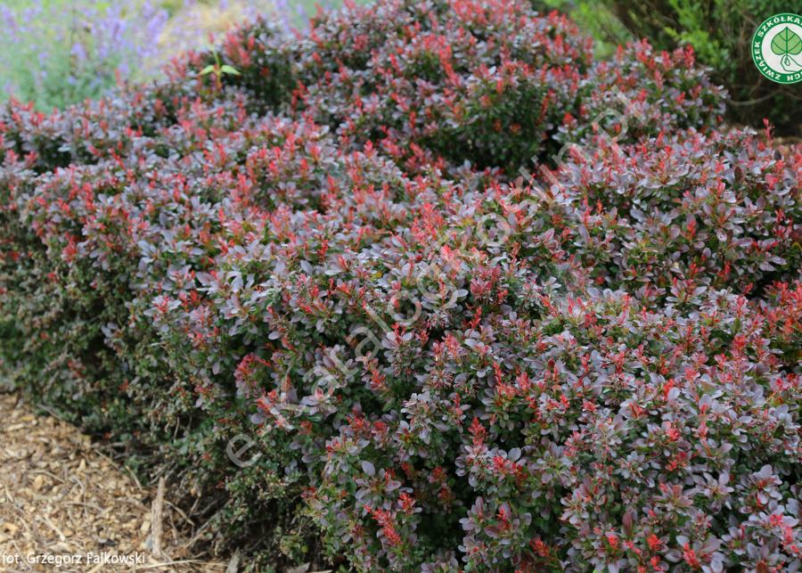 berberys Thunberga (Berberis thunbergii) Bagatelle - krzew o purpurowych liściach w ogrodzie