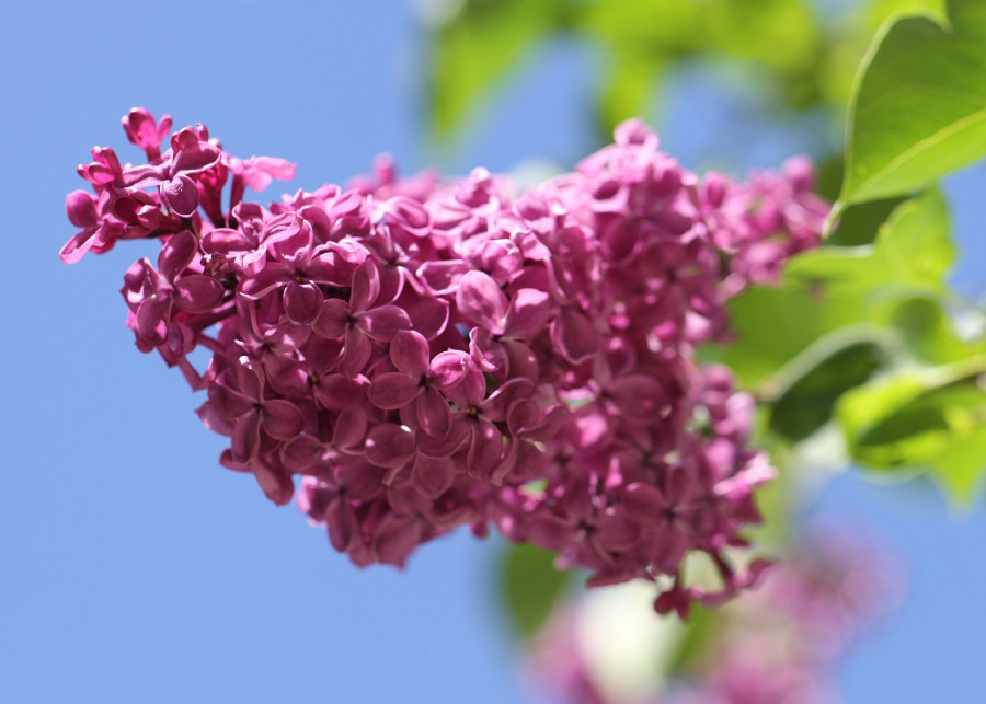 bez lilak kwiat fot. violetta - Pixabay.com