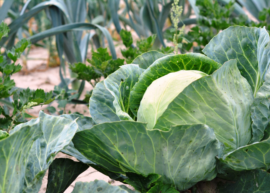 Błędy w uprawie warzyw Urszula  Pixabay