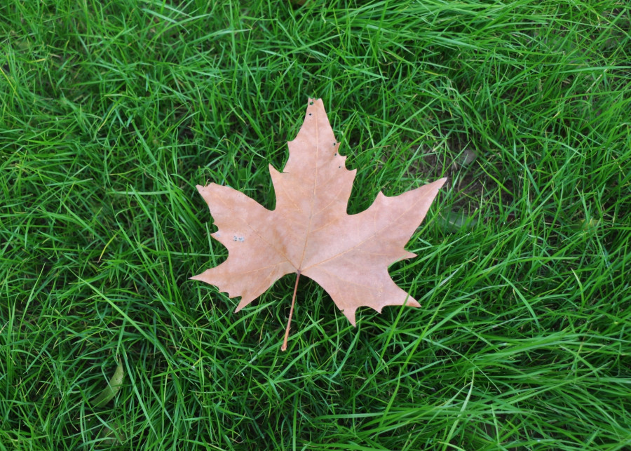 trawnik jesienią fot. Pexels