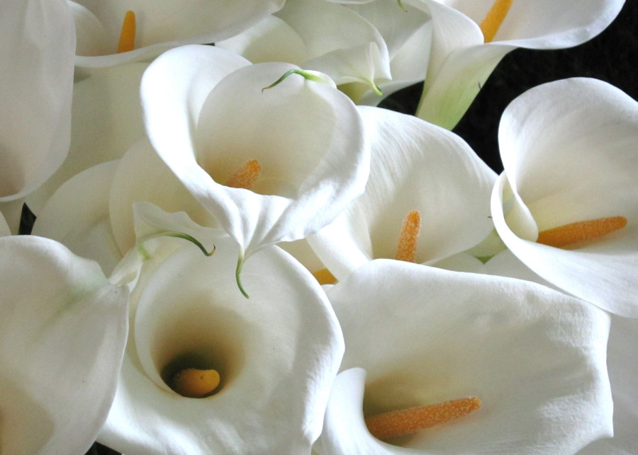 białe kwiaty kalii