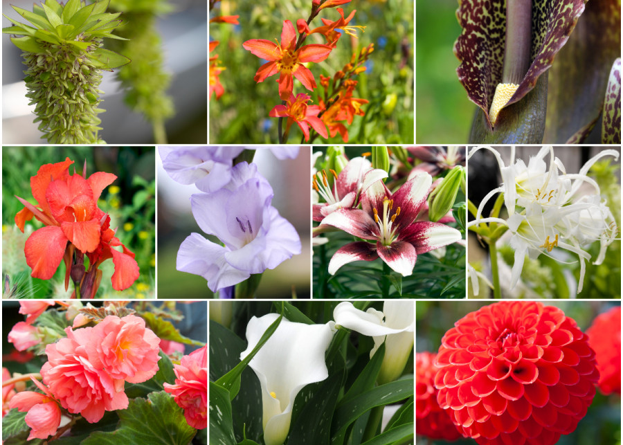 10 najpopularniejszych letnich kwiatów cebulowych