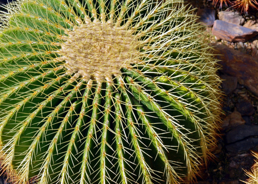 Echinokaktus Grusona, fot. Marisa04 - Pixabay