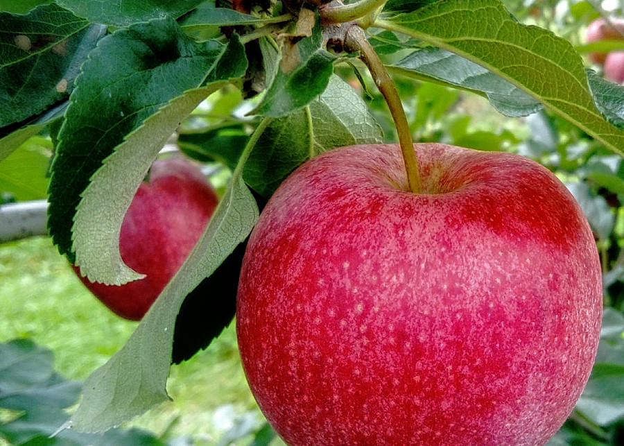 Jabłoń, fot. pasja1000 - Pixabay