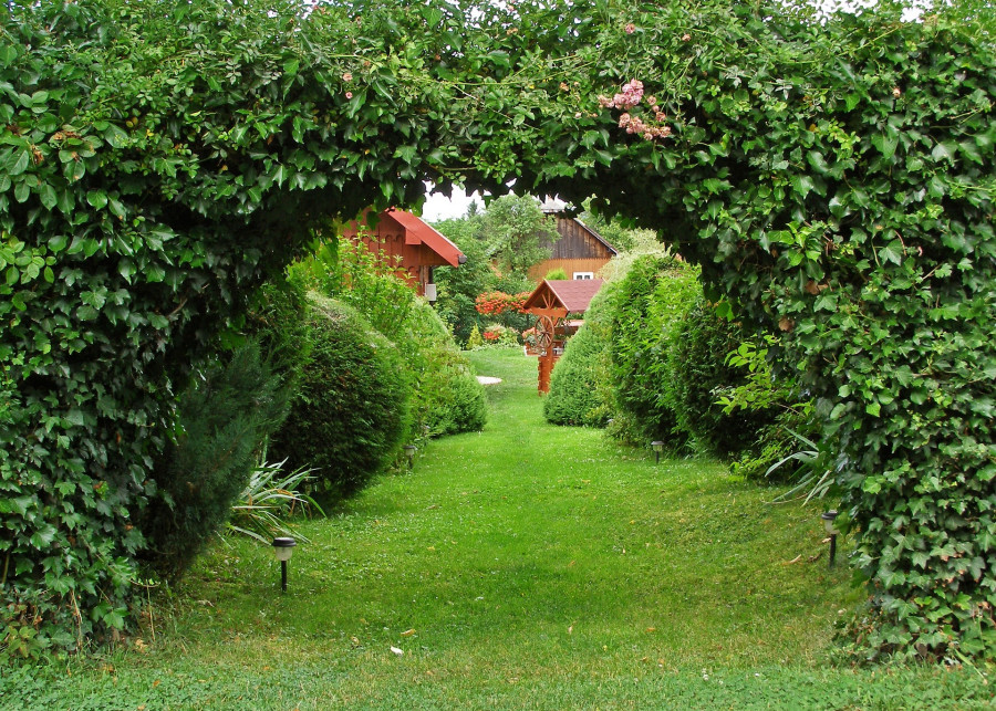 ogród z bluszczem fot. summa Pixabay