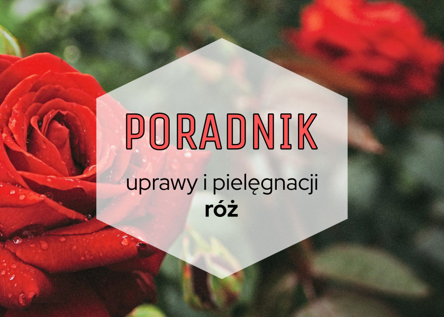 Poradnik uprawy i pielęgnacji róż, fot. Pixabay