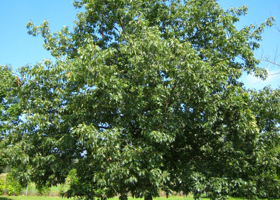 Dab czerwony Quercus rubra, fot. Matthieu Sontag (CC BY-SA 3.0) - Wikimedia Commons
