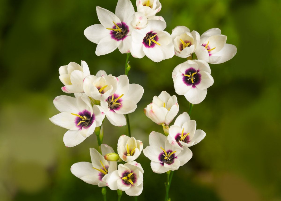 Iksja kwiat Ixia, fot. iBulb