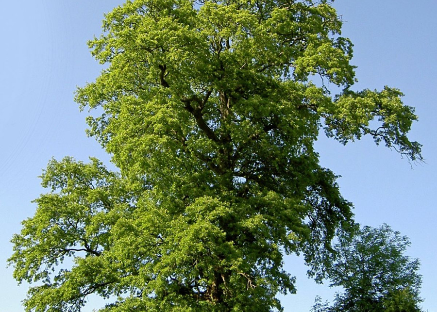 Dab burgundzki Quercus cerris, fot. Wikimedia