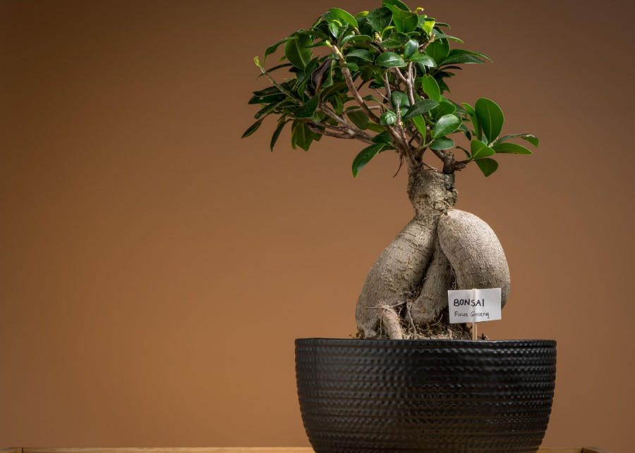 Fikus tępy bonsai fot. coboflupi - Depositphotos