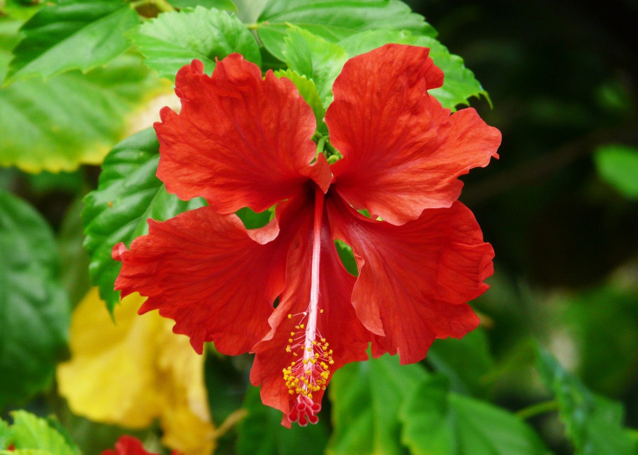 Żółknące liście hibiskusa fot. Sharon Ang - Pixabay