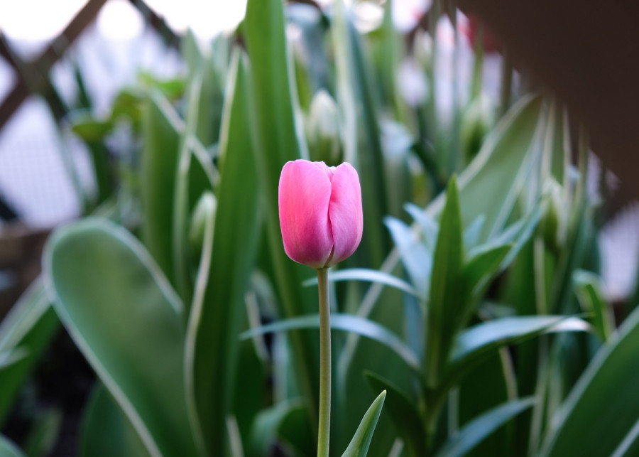 Dlaczego tulipany nie kwitna