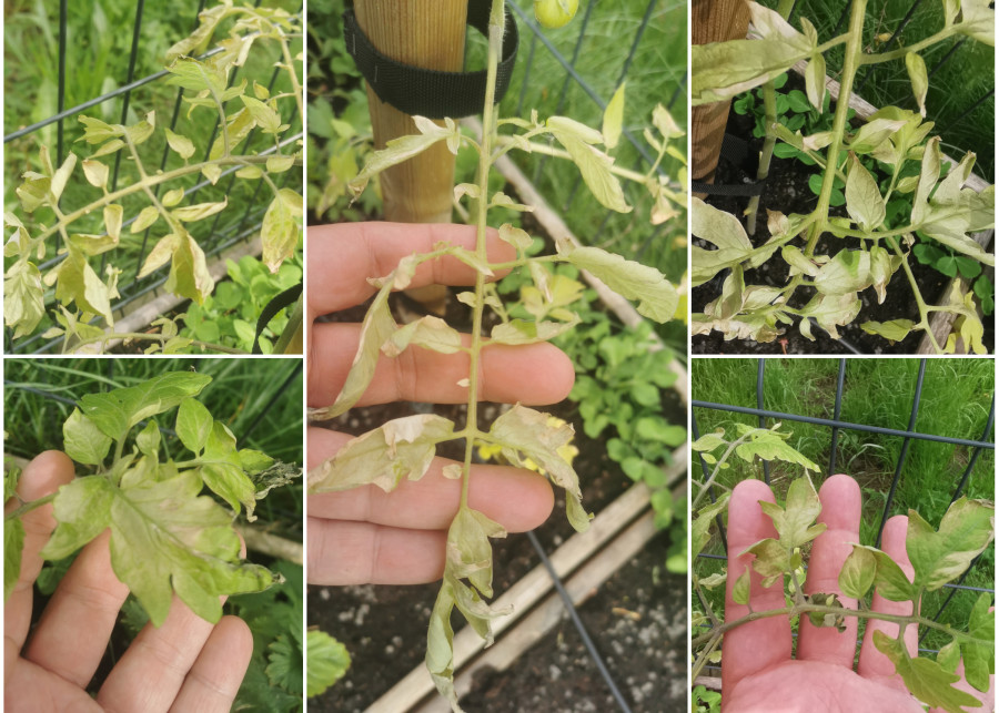 Białe srebrne i żółte plamy na liściach sadzonek pomidorów - efekt braku hartowania rozsady