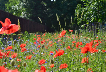 Jak założyć bioróżnorodną łąkę w ogrodzie? Praktyczne wskazówki i niezbędne narzędzia