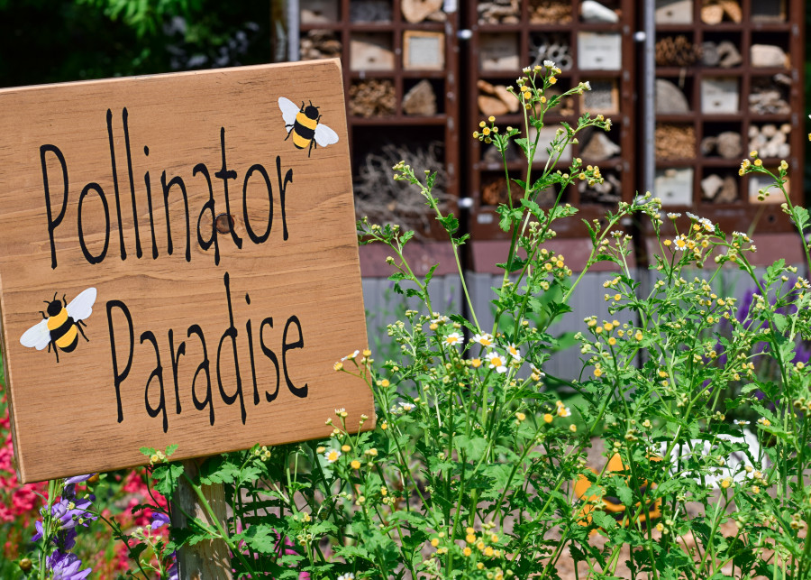 10 kluczowych strategii, które pomogą przekształcić Twój ogród w przyjazne miejsce dla owadów zapylających