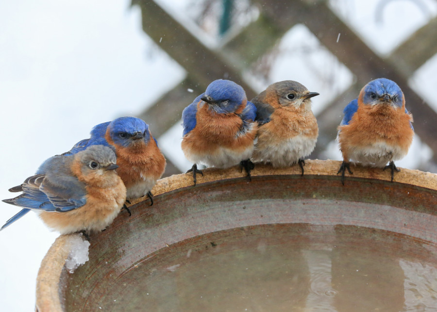 Ptaki w zimie przy poidełku z wodą