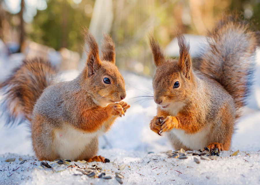 Czy można dokarmiać wiewiórki zimą? Ich dieta Cię zaskoczy!