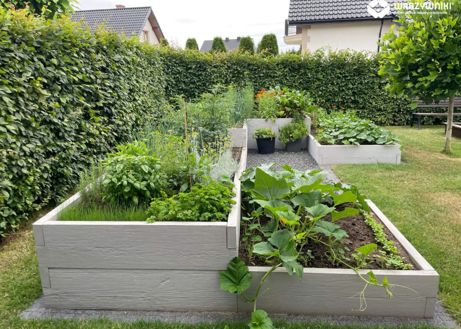 Warzywnik betonowy w skrzyni. Modułowy ogród warzywny