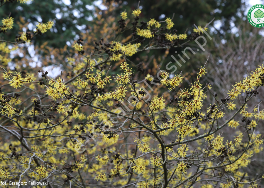 żółte frędzelkowate kwiaty oczaru pośredniego Hamamelis ×intermedia Westerstede w ogrodzie 
