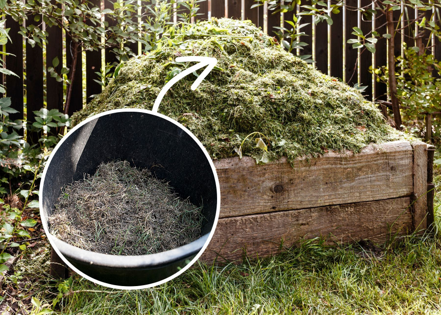 Zgrabiona trawa i filc po zabiegu wertykulacji. Warto wyrzucić ją na kompostownik, by ogrodowe odpady przemienić w cenny nawóz. 
