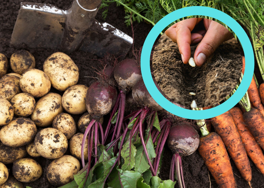 Zbiory warzyw korzeniowych, w tym ziemniaków, buraków i marchewek