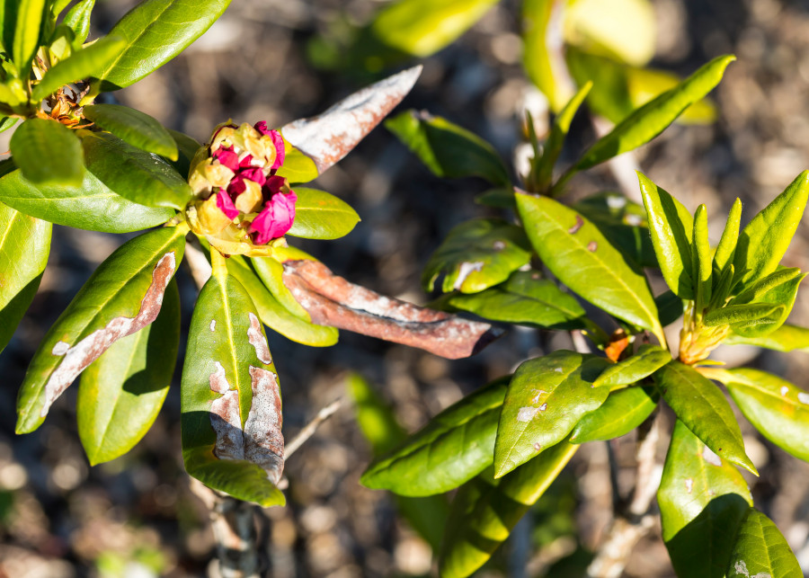 Program ochrony rododendronów