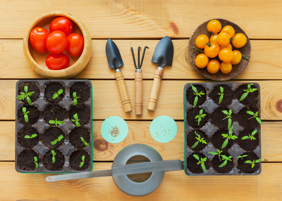 Wysiew pomidorów w domu. Nasiona, narzędzia, rozsada, sadzonki, owoce i zbiory. 