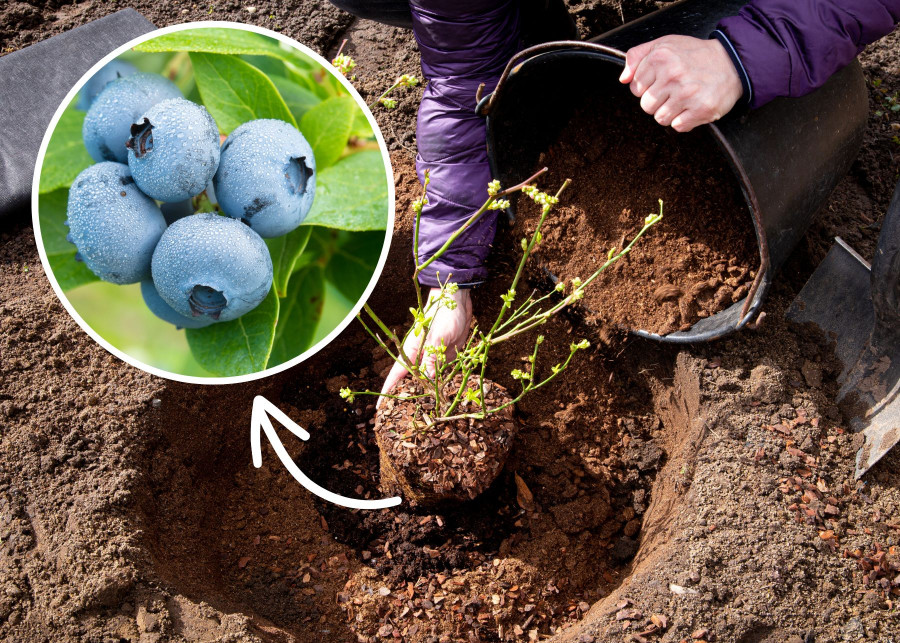 Zakwaszanie ziemi podczas sadzenia borówek to warunek konieczny dla obfitego owocowania
