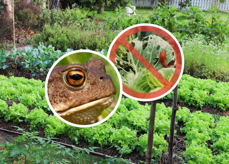 Ropucha w ogrodzie warzywnym do walki ze ślimakami ekologicznie