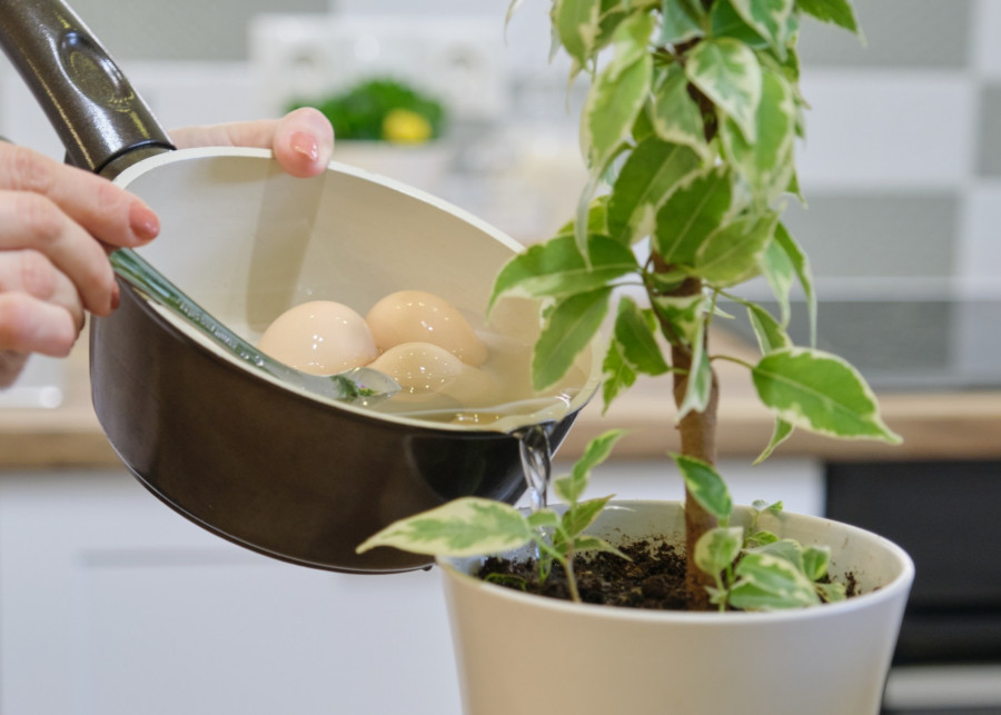 Woda po gotowaniu jajek do podlewania roślin