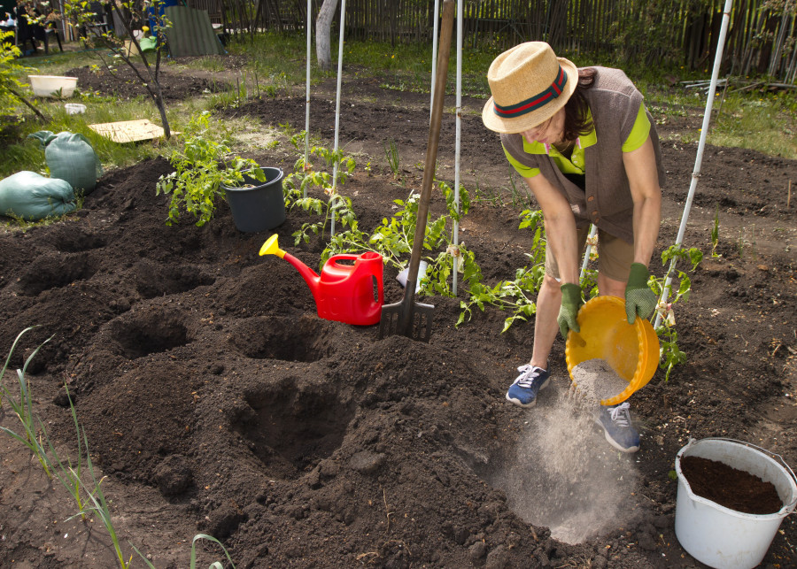 Stosowanie popiołu do nawożenia warzyw - dodawanie do ziemi pod pomidory i ogórki