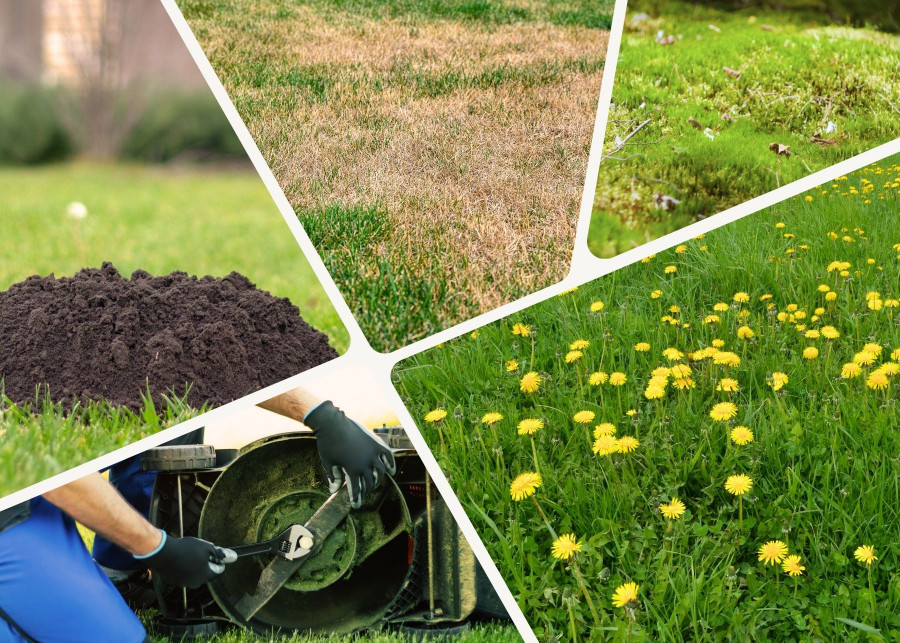 10 problemów trawnika i co robić, by je rozwiązać